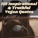 Vegan Vegetarian Quotes