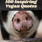 Vegan Vegetarian Quotes