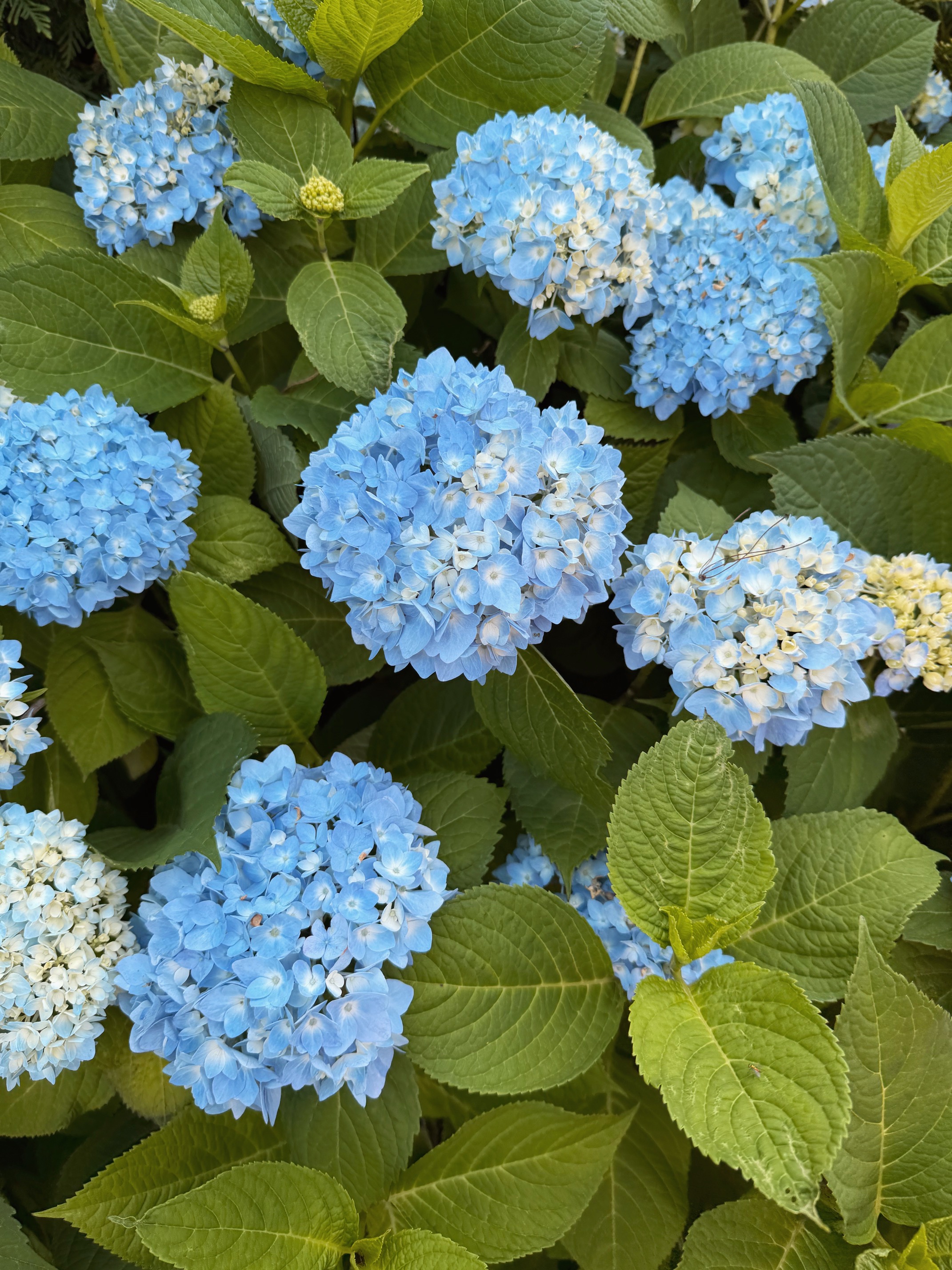 24 Ways to Hygge in Summer